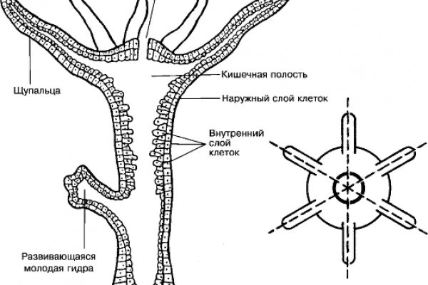 Как зайти на кракен браузеры