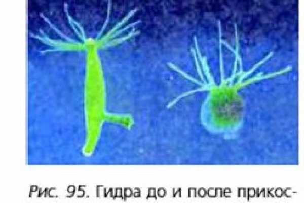 Кракен зеркало ссылка онлайн